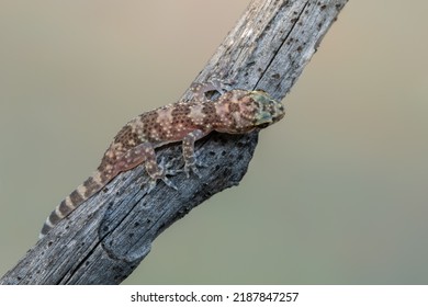 Mediterranean House Gecko - Hemidactylus Turcicus