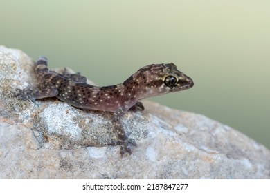 Mediterranean House Gecko - Hemidactylus Turcicus