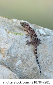 Mediterranean House Gecko - Hemidactylus Turcicus