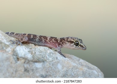 Mediterranean House Gecko - Hemidactylus Turcicus