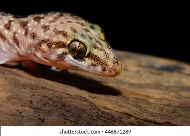 Mediterranean House Gecko Hemidactylus Turcicus Called Stock Photo ...