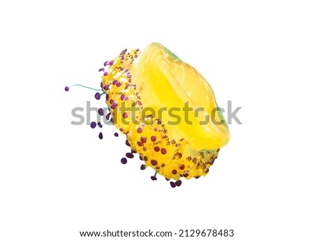 Mediterranean Jellyfish of sea floating in the water isolated on white background. Cotylorhiza tuberculata species living in upper waters of the Mediterranean Sea, Aegean Sea, and Adriatic Sea.