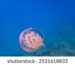 mediterranean jellyfish . jellyfish in Mediterranean Sea swimming and dancing, barrel jellyfish in Mediterranean Sea, jelly . underwaterjellyfish, underwater Animal. Closeup of Sea Moon jellyfish