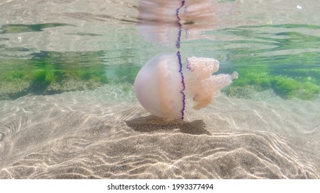 mediterranean jellyfish . jellyfish in Mediterranean Sea swimming and dancing, barrel jellyfish in Mediterranean Sea, jellyfish . jelly . underwaterjellyfish, underwater Animal.