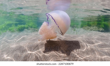 mediterranean jellyfish . jellyfish in Mediterranean Sea swimming and dancing, barrel jellyfish in Mediterranean Sea, jellyfish . jelly . underwaterjellyfish, underwater Animal.