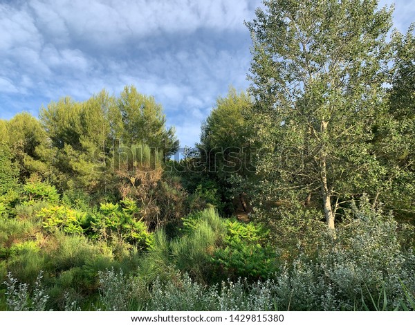 Recept Alvorlig overdrivelse Mediterranean Landscape Can Matas Public Park Stock Photo (Edit Now)  1429815380