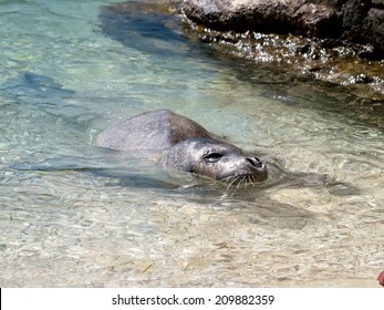 Mediterranean Monk Seal Relax On Sea Shallow