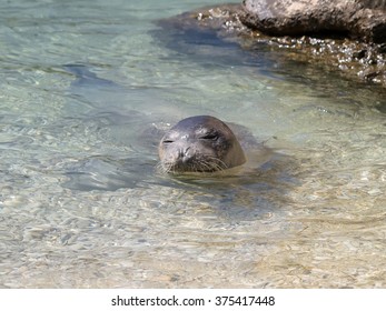 Mediterranean Monk Seal Relax On Sea Shallow