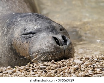 Mediterranean Monk Seal Relax On Pebble 