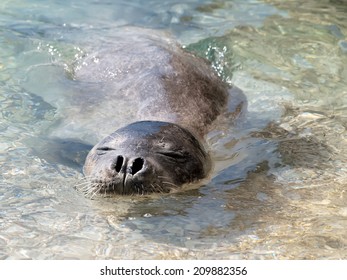 Mediterranean Monk Seal Relax In Sea Shallow