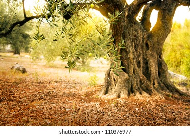Mediterranean olive field with old olive tree ready for harvest.