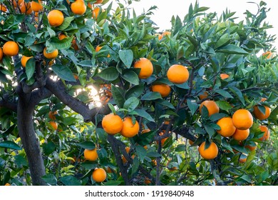mediterranean orange grove backdrop, with sun flare by the late evening sunset,  shot for background for copy space and text overlay