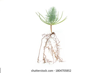 mediterranean pine bonsai on white background - Shutterstock ID 1804705852