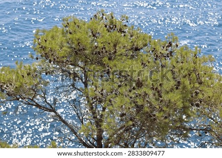 Mediterranean pine tree with cones overlooking the sparkling blue sea on the Costa Brava, Spain. Scenic coastal nature landscape featuring sunlit water, evergreen foliage and a tranquil seaside atmosphere.