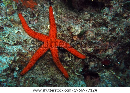 Mediterranean red sea star in Adriatic sea, Croatia