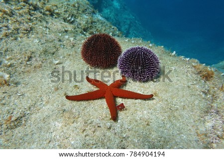 A Mediterranean red sea star with two sea urchins underwater on a rock, Spain, Costa Brava, Catalonia, Cap de Creus