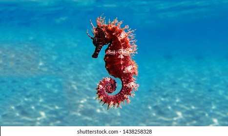 Caballo marino mediterráneo - Hippocampus guttulatus
