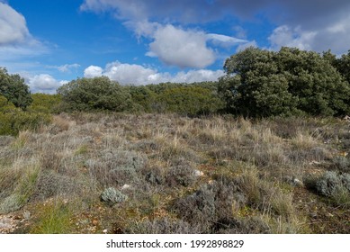 Mediterranean Shrublands And Forests In The Municipality Of Olmeda De Las Fuentes, Province Of Madrid, Spain