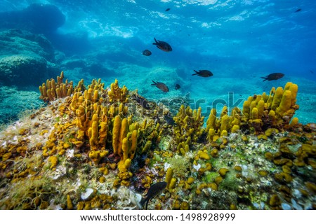 Mediterranean sponges. Adriatic sea near Hvar island, Croatia.  
