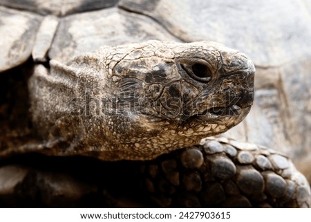 A Mediterranean Spur Thighed Tortoise, originally from Algeria, aged 100+, is shown in close up in this detailed facial portrait.