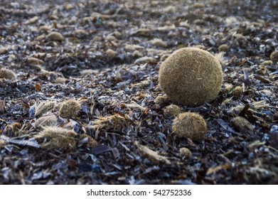 Mediterranean Tapeweed On The Villasimius Beach. Also Known As 'the Olives Of The Sea'. Sardinia