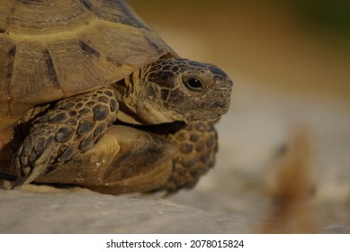 1,377 Tortoise nose Images, Stock Photos & Vectors | Shutterstock