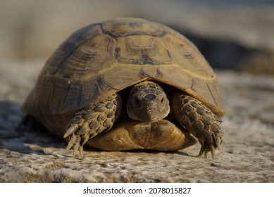 1,377 Tortoise nose Images, Stock Photos & Vectors | Shutterstock