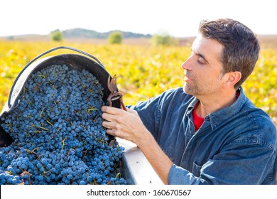 Mediterranean Vineyard Harvest Farmer Farming Cabernet Sauvignon Grape Field In Spain