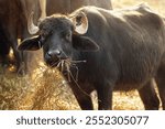 Mediterranean Water Buffalo eating (Bubalus bubalis)