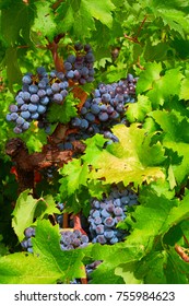 Mediterranean wine fields