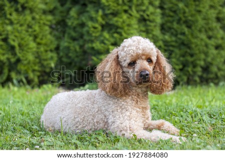 Medium apricot-colored poodle lying on the grass surrounded by greenery and posing proudly for photos.
