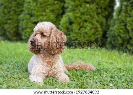 Medium apricot-colored poodle lying on the grass surrounded by greenery and posing proudly for photos.