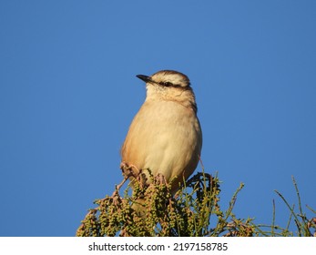 Medium Bird Watching The Sunset