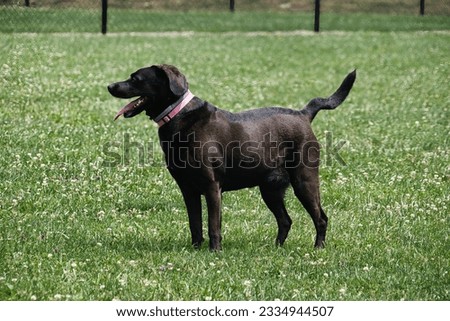 A medium black dog with a bent tail standing in a green field.