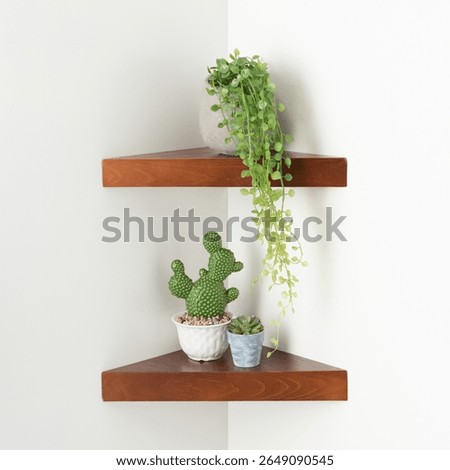 Medium brown wood corner floating shelves featuring trailing vine plant, green cactus and small succulents in ceramic pots, mounted on white walls to enhance minimal and natural indoor ambiance.