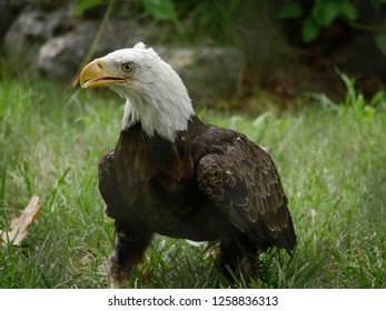 Medium close up of a bald eagle standing in the grass