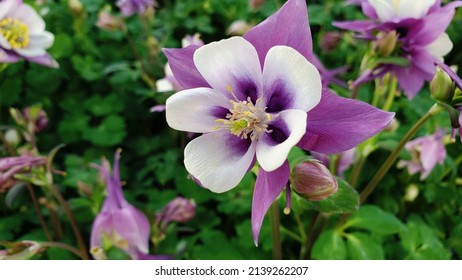 Medium close up of a lavender columbine flower