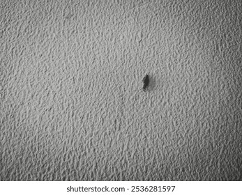 Medium Close Up Old White Wall With Small Bug Nest