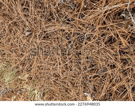 medium close up photo of pile of fallen dry pine needles on the ground