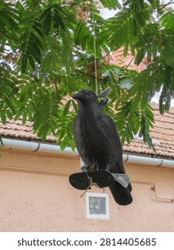 Medium close-up of a plastic black crow decoy bird scarer hanging below green tree foliage, with a residential house roof and wall in the background.