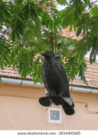 Medium close-up of a plastic black crow decoy bird scarer hanging below green tree foliage, with a residential house roof and wall in the background.