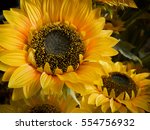 Medium closeup of a sunflower in bright sunlight, horizontal, Goochland, VA