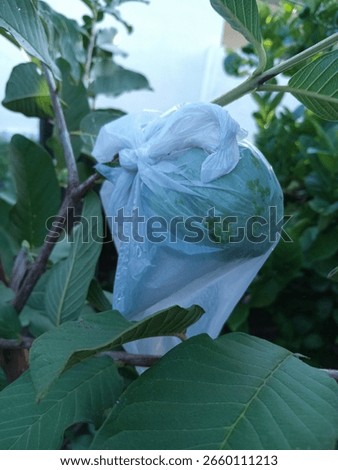 A medium clouse-up of a developing green guava fruit encased in a translucent plastic bag, a common holticultura practise for pest protection. The natural light reveals dew drops the bag