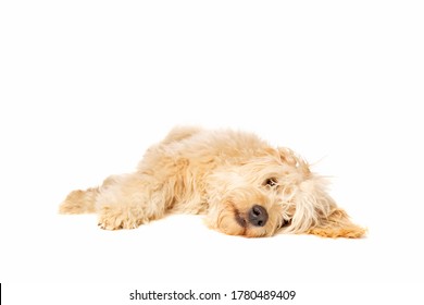 Medium Golden Doodle In Front Of A White Background