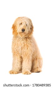 Medium Golden Doodle sitting in front of a white background - Shutterstock ID 1780489385