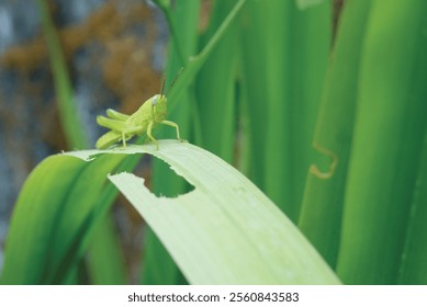 Medium green grasshopper on a leaf