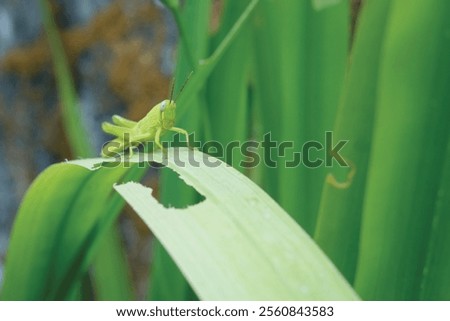 Medium green grasshopper on a leaf