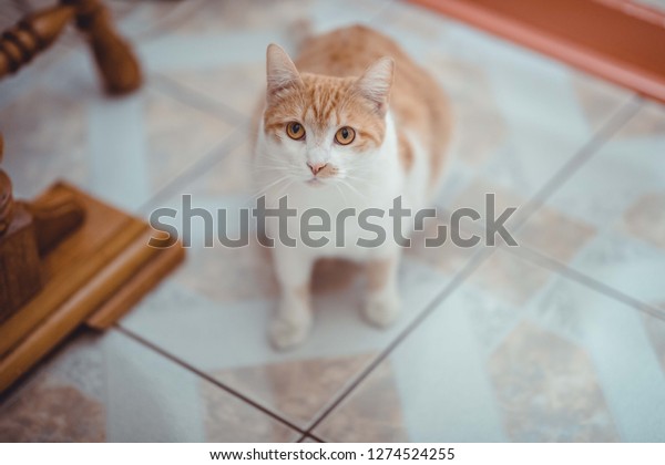 Medium hair cat colored white and yellow
with bright colored yellow eyes starring up at you. Indoor car
getting ready to play under a table on tile floor.

