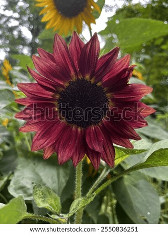 Medium red sunflower in foreground