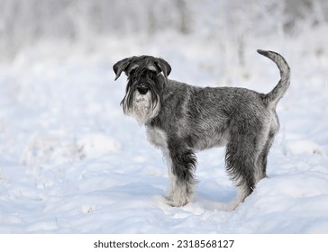 Medium schnauzer with pepper and salt stands in winter snowy forest - Powered by Shutterstock